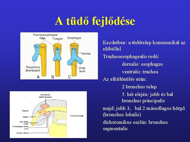 A tüdő fejlődése Kezdetben: a tüdőtelep kommunikál az előbéllel Tracheoesophagealis redő: dorsalis: esophagus ventralis: