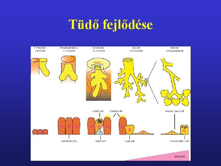 Tüdő fejlődése 