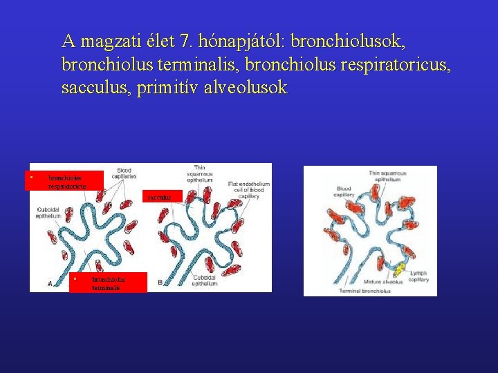 A magzati élet 7. hónapjától: bronchiolusok, bronchiolus terminalis, bronchiolus respiratoricus, sacculus, primitív alveolusok •