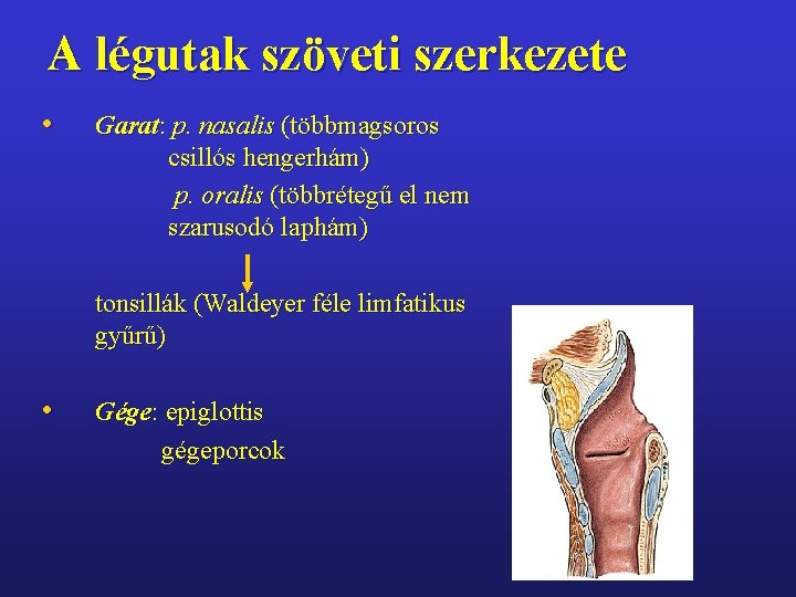 A légutak szöveti szerkezete • Garat: p. nasalis (többmagsoros csillós hengerhám) p. oralis (többrétegű