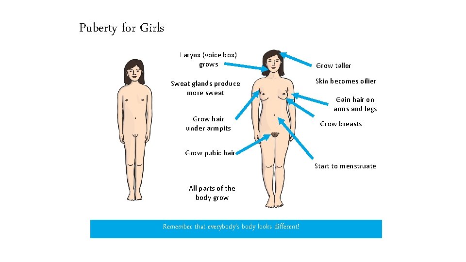 Puberty for Girls Larynx (voice box) grows Sweat glands produce more sweat Grow hair