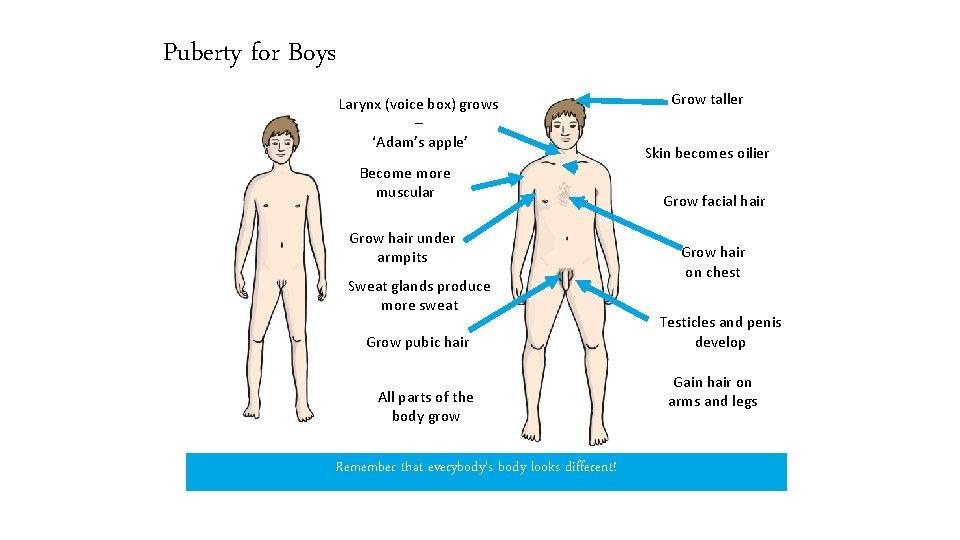 Puberty for Boys Larynx (voice box) grows – ‘Adam’s apple’ Become more muscular Grow