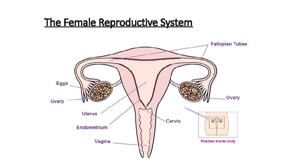 The Female Reproductive System 