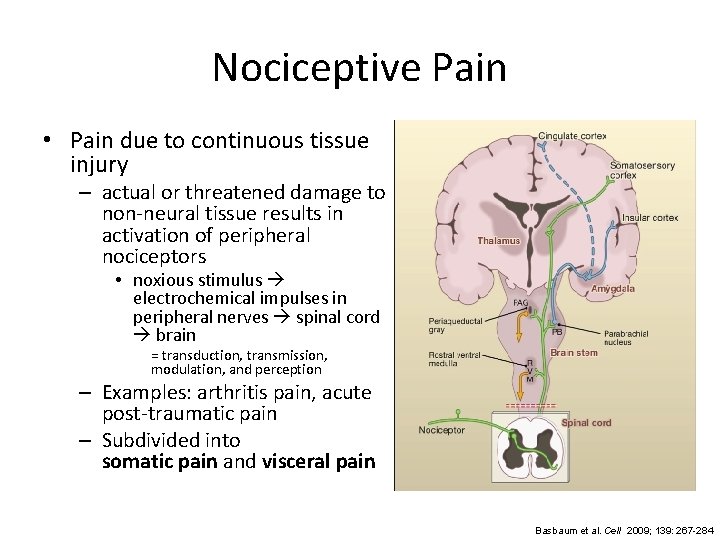 Nociceptive Pain • Pain due to continuous tissue injury – actual or threatened damage