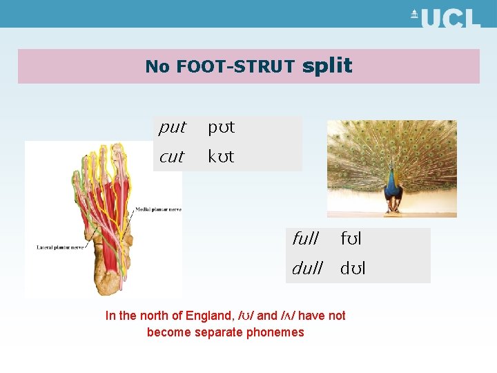 No FOOT-STRUT put pʊt cut kʊt split full fʊl dull dʊl In the north