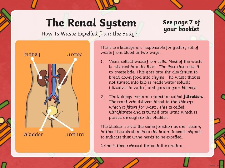 The Renal System How Is Waste Expelled from the Body? kidney bladder urethra See