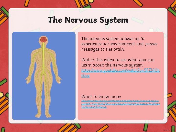 The Nervous System The nervous system allows us to experience our environment and passes