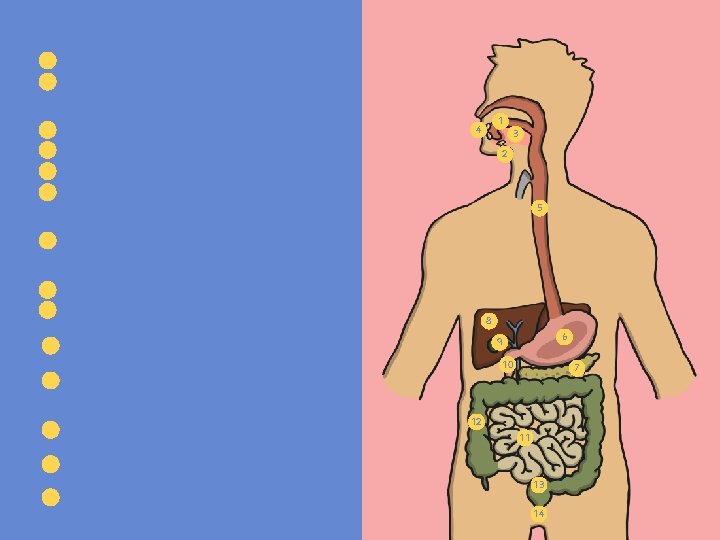 1 Humans get nutrients from food and drink. This is broken down digestive system.