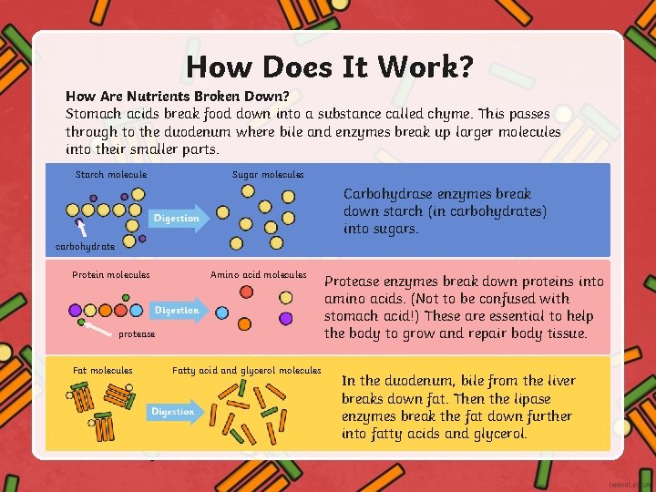 How Does It Work? How Are Nutrients Broken Down? Stomach acids break food down
