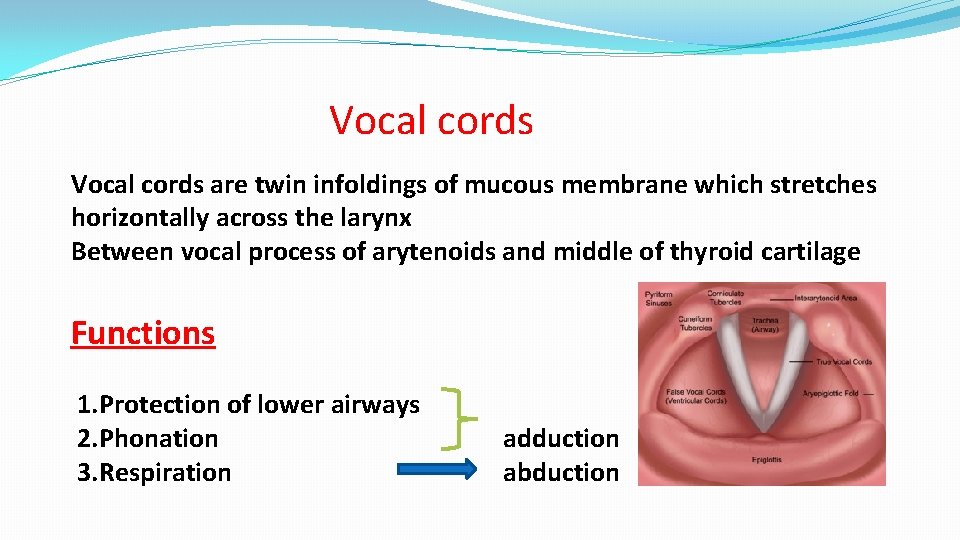 Vocal cords are twin infoldings of mucous membrane which stretches horizontally across the larynx