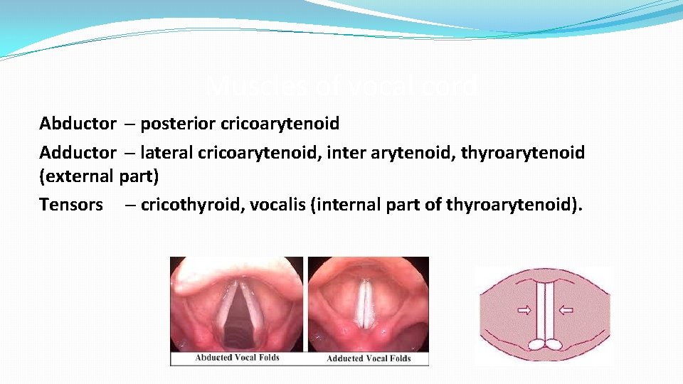 Muscles of vocal cord Abductor – posterior cricoarytenoid Adductor – lateral cricoarytenoid, inter arytenoid,