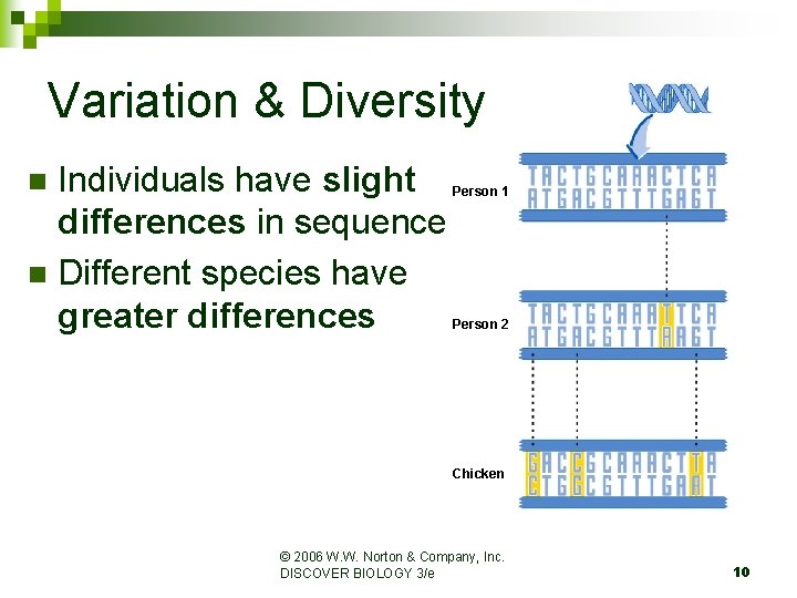 Variation & Diversity Individuals have slight differences in sequence n Different species have greater