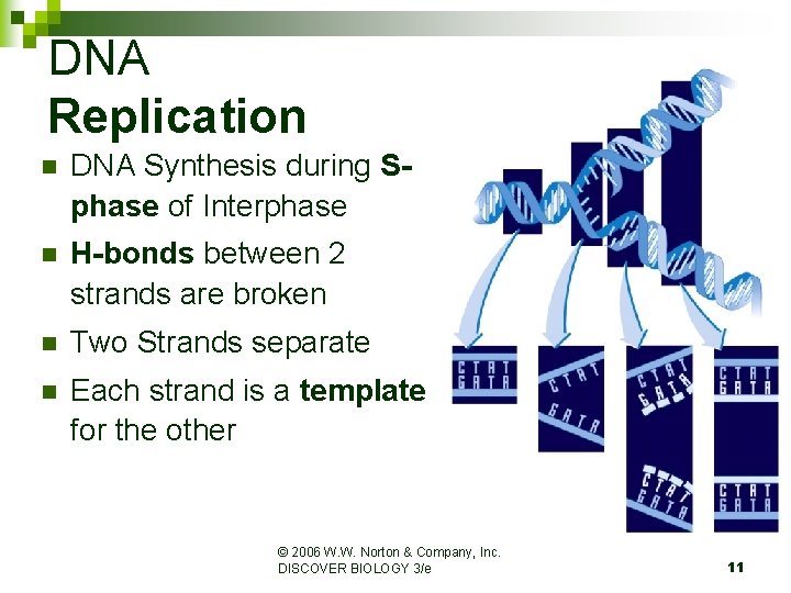 DNA Replication n DNA Synthesis during Sphase of Interphase n H-bonds between 2 strands