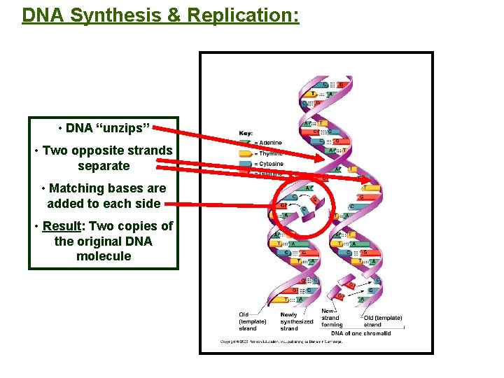 DNA Synthesis & Replication: • DNA “unzips” • Two opposite strands separate • Matching