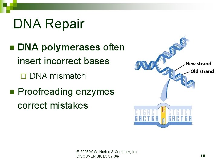 DNA Repair n DNA polymerases often insert incorrect bases ¨ n DNA mismatch Proofreading