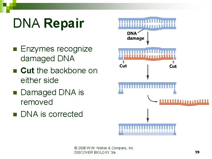 DNA Repair n n Enzymes recognize damaged DNA Cut the backbone on either side DNA Repair n n Enzymes recognize damaged DNA Cut the backbone on either side