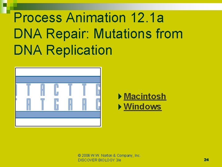 Process Animation 12. 1 a DNA Repair: Mutations from DNA Replication Macintosh Windows ©