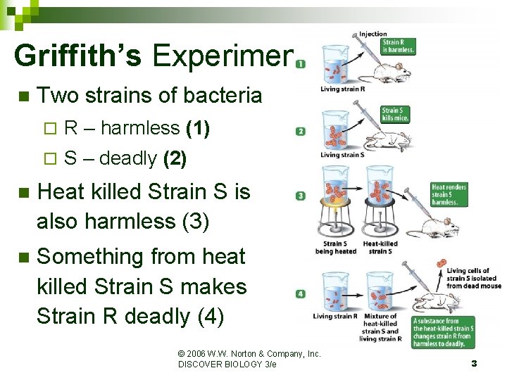 Griffith’s Experiment n Two strains of bacteria ¨ R – harmless (1) ¨ S