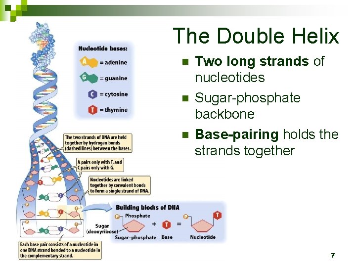 The Double Helix n n n Two long strands of nucleotides Sugar-phosphate backbone Base-pairing