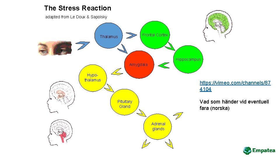 The Stress Reaction adapted from Le Doux & Sapolsky Frontal Cortex Thalamus Hippocampus Amygdala