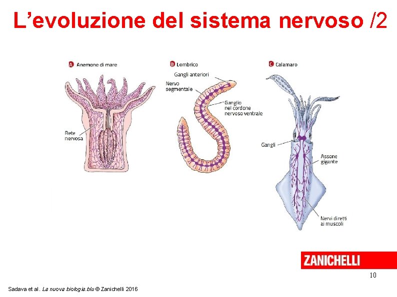 L’evoluzione del sistema nervoso /2 10 Sadava et al. La nuova biologia. blu ©