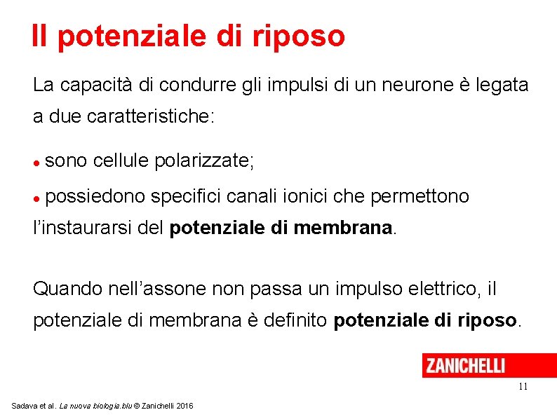 Il potenziale di riposo La capacità di condurre gli impulsi di un neurone è