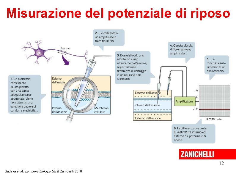 Misurazione del potenziale di riposo 12 Sadava et al. La nuova biologia. blu © Misurazione del potenziale di riposo 12 Sadava et al. La nuova biologia. blu ©