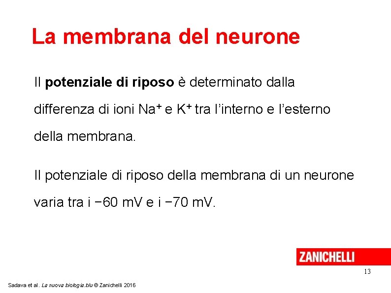 La membrana del neurone Il potenziale di riposo è determinato dalla differenza di ioni