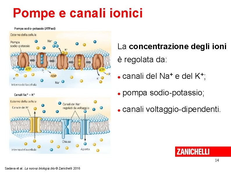 Pompe e canali ionici La concentrazione degli ioni è regolata da: canali del Na+ Pompe e canali ionici La concentrazione degli ioni è regolata da: canali del Na+