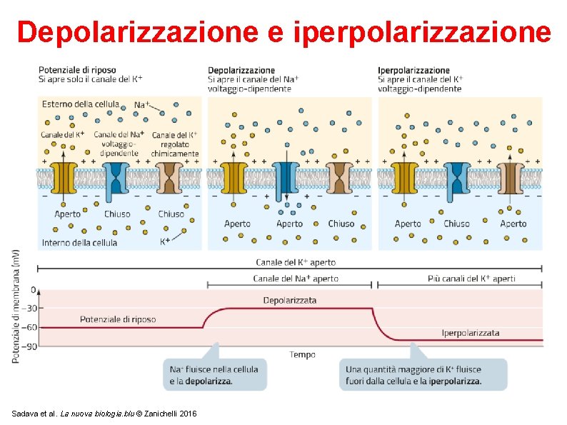 Depolarizzazione e iperpolarizzazione Sadava et al. La nuova biologia. blu © Zanichelli 2016 