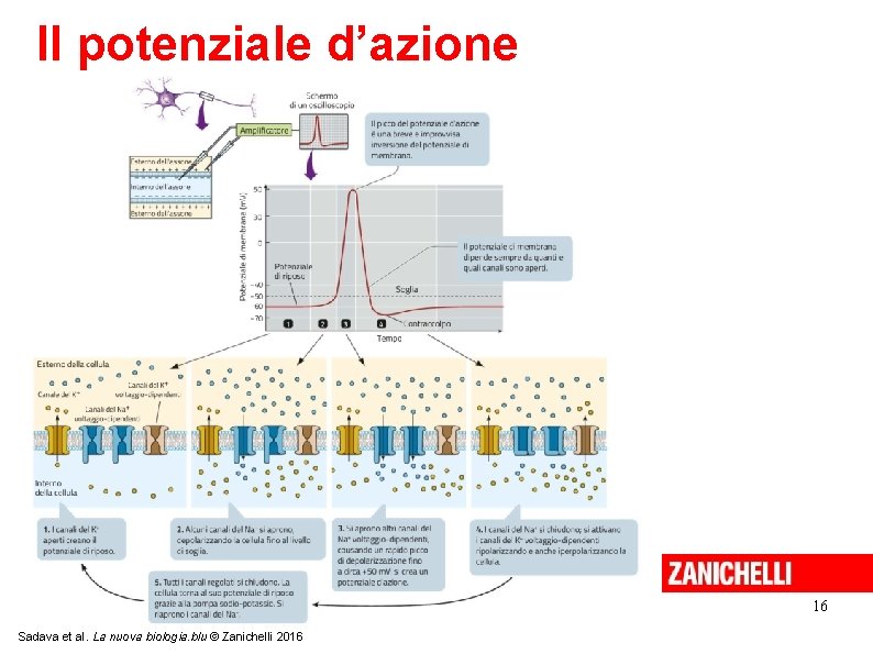 Il potenziale d’azione 16 Sadava et al. La nuova biologia. blu © Zanichelli 2016