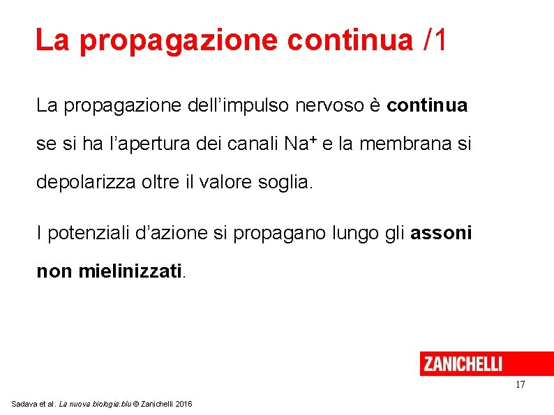 La propagazione continua /1 La propagazione dell’impulso nervoso è continua se si ha l’apertura