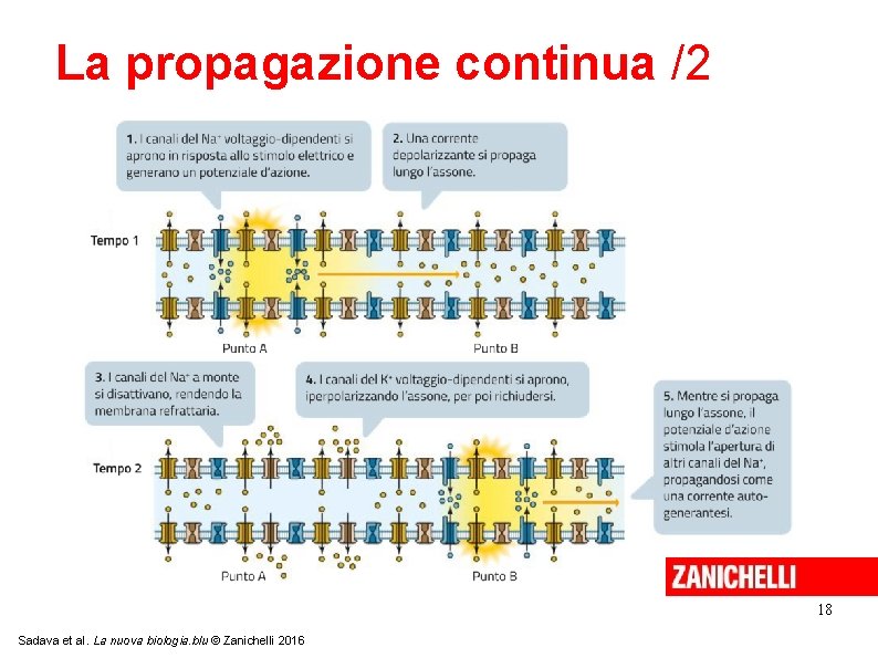 La propagazione continua /2 18 Sadava et al. La nuova biologia. blu © Zanichelli