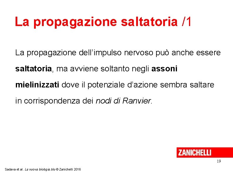 La propagazione saltatoria /1 La propagazione dell’impulso nervoso può anche essere saltatoria, ma avviene