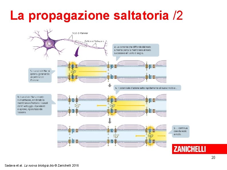 La propagazione saltatoria /2 20 Sadava et al. La nuova biologia. blu © Zanichelli