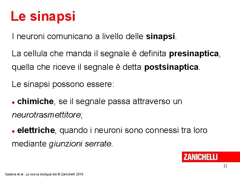 Le sinapsi I neuroni comunicano a livello delle sinapsi. La cellula che manda il