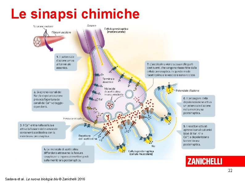 Le sinapsi chimiche 22 Sadava et al. La nuova biologia. blu © Zanichelli 2016