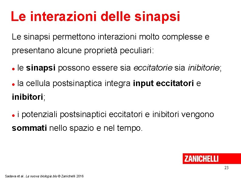 Le interazioni delle sinapsi Le sinapsi permettono interazioni molto complesse e presentano alcune proprietà