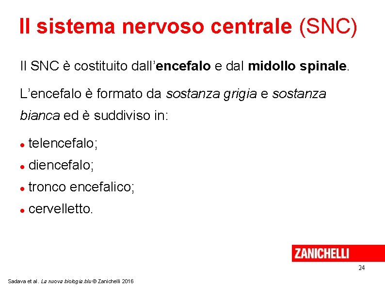 Il sistema nervoso centrale (SNC) Il SNC è costituito dall’encefalo e dal midollo spinale. Il sistema nervoso centrale (SNC) Il SNC è costituito dall’encefalo e dal midollo spinale.