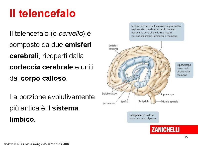 Il telencefalo (o cervello) è composto da due emisferi cerebrali, ricoperti dalla corteccia cerebrale