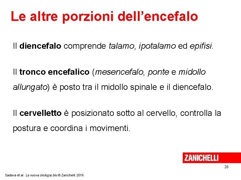 Le altre porzioni dell’encefalo Il diencefalo comprende talamo, ipotalamo ed epifisi. Il tronco encefalico Le altre porzioni dell’encefalo Il diencefalo comprende talamo, ipotalamo ed epifisi. Il tronco encefalico