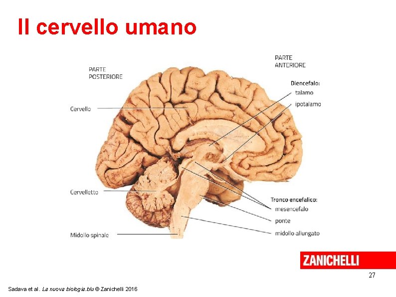 Il cervello umano 27 Sadava et al. La nuova biologia. blu © Zanichelli 2016