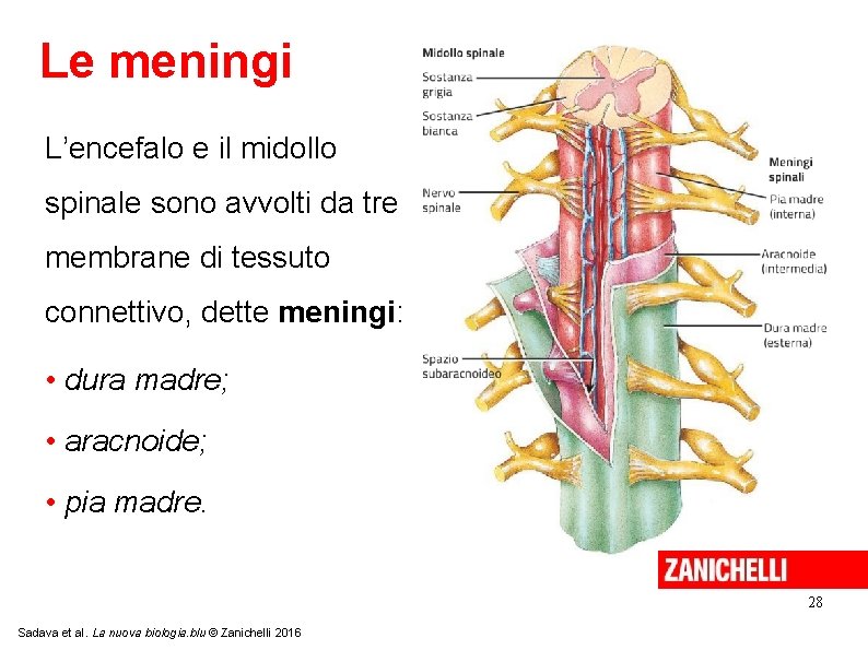 Le meningi L’encefalo e il midollo spinale sono avvolti da tre membrane di tessuto