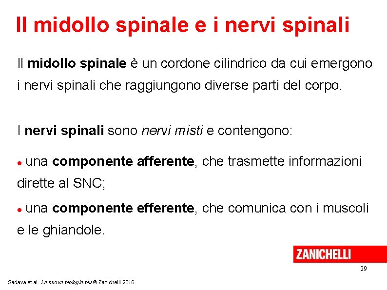 Il midollo spinale e i nervi spinali Il midollo spinale è un cordone cilindrico Il midollo spinale e i nervi spinali Il midollo spinale è un cordone cilindrico