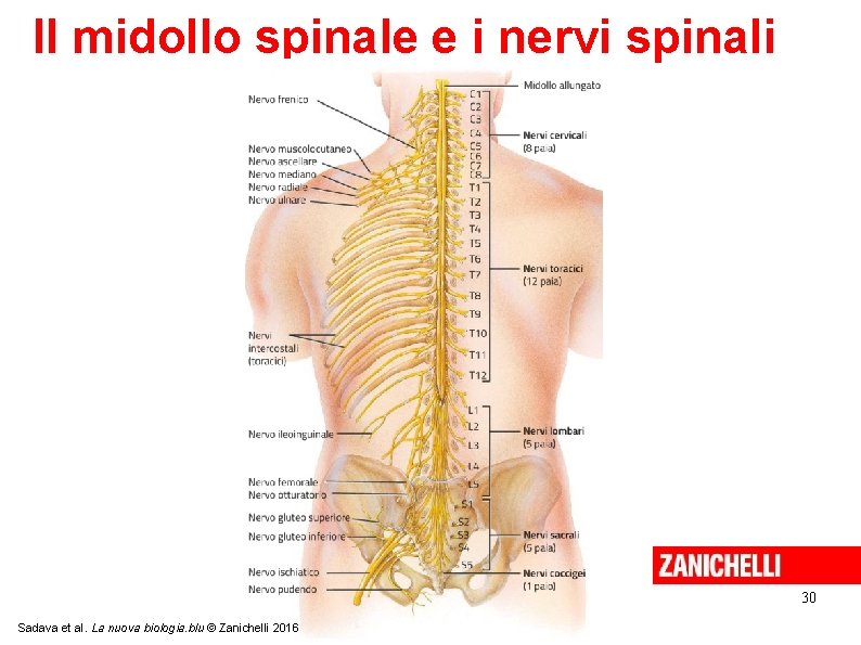 Il midollo spinale e i nervi spinali 30 Sadava et al. La nuova biologia.
