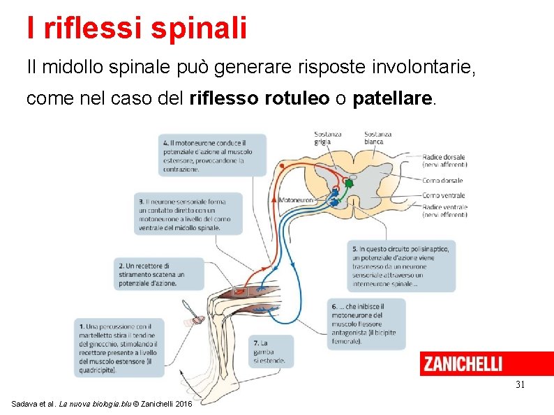 I riflessi spinali Il midollo spinale può generare risposte involontarie, come nel caso del