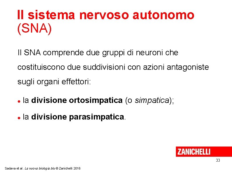 Il sistema nervoso autonomo (SNA) Il SNA comprende due gruppi di neuroni che costituiscono