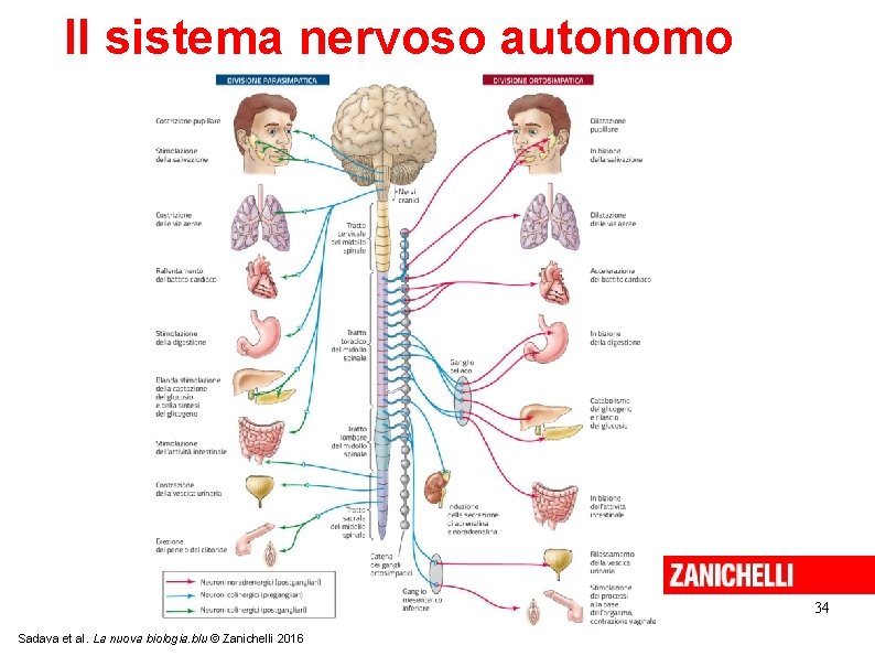 Il sistema nervoso autonomo 34 Sadava et al. La nuova biologia. blu © Zanichelli