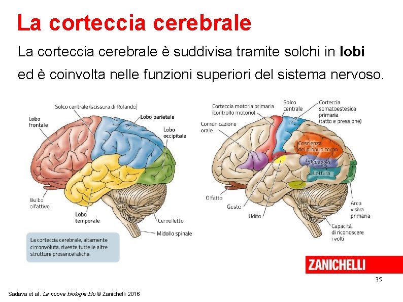 La corteccia cerebrale è suddivisa tramite solchi in lobi ed è coinvolta nelle funzioni