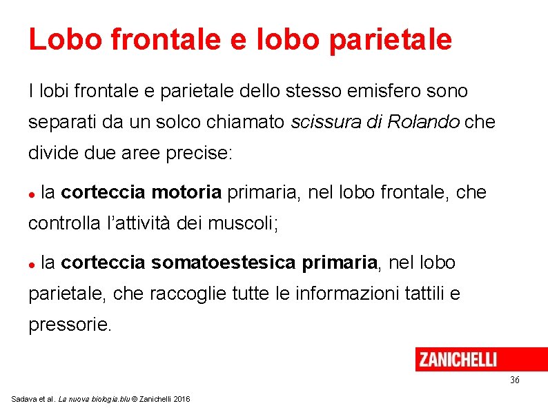 Lobo frontale e lobo parietale I lobi frontale e parietale dello stesso emisfero sono